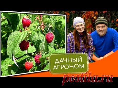 Посадка малины: как и когда посадить малину правильно Секреты саженцев малины