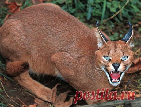 Caracal - Precision Black Ears, Bird Hunter | Animal Pictures and Facts | FactZoo.com