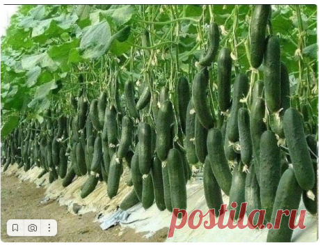 4 сорта огурца, которым я ставлю оценку 10 из 10 по их вкусовым качествам и урожаю🥒