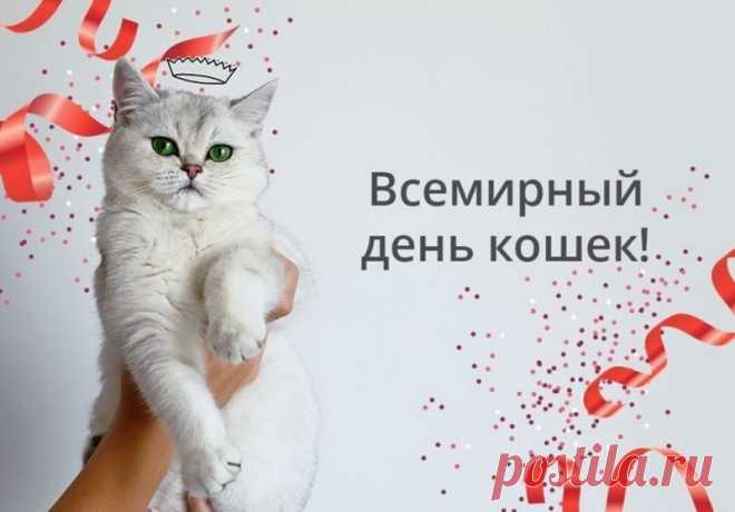 Всемирный день кошек!
Всех «кошатников» поздравить
С днем волшебным я хочу.
Пожелание здоровья
Всем усатым промурчу.