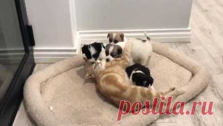 Кошка потерявшая котят стала мамой для четырех щенят породы бордер-колли