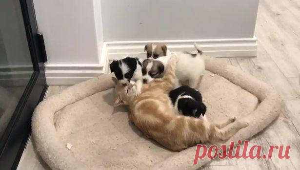 Кошка потерявшая котят стала мамой для четырех щенят породы бордер-колли