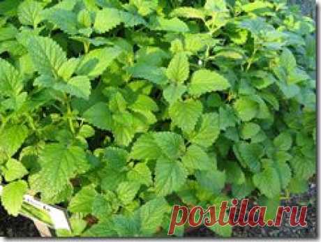 Избавляемся от тошноты народными средствами | Пусть не болит