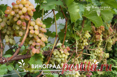 Арочный / Дружба розовая / Цветной / III-14-1-1 | Виноград.Онлайн