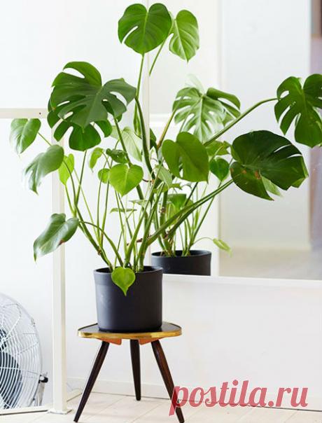 7 самых неприхотливых домашних растений