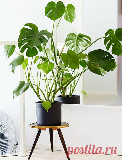 7 самых неприхотливых домашних растений