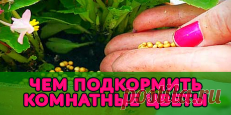 ЧЕМ ПОДКОРМИТЬ КОМНАТНЫЕ ЦВЕТЫ | Полезные советы