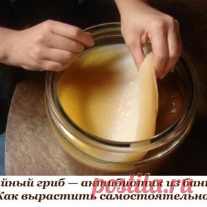 Чайный гриб — антибиотик из банки. Как вырастить самостоятельно.