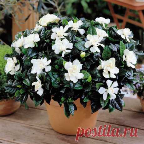 Комнатное растение Гардения (Gardenia). Род, включающий около 250 видов вечнозеленых кустарников, назван в честь американского садовода А. Гардена (1730-1791). Родина  - субтропические леса Китая и Японии. Цветение начинается летом и продолжается до глубокой осени. Кремовые цветки одиночные или собранные в соцветия.