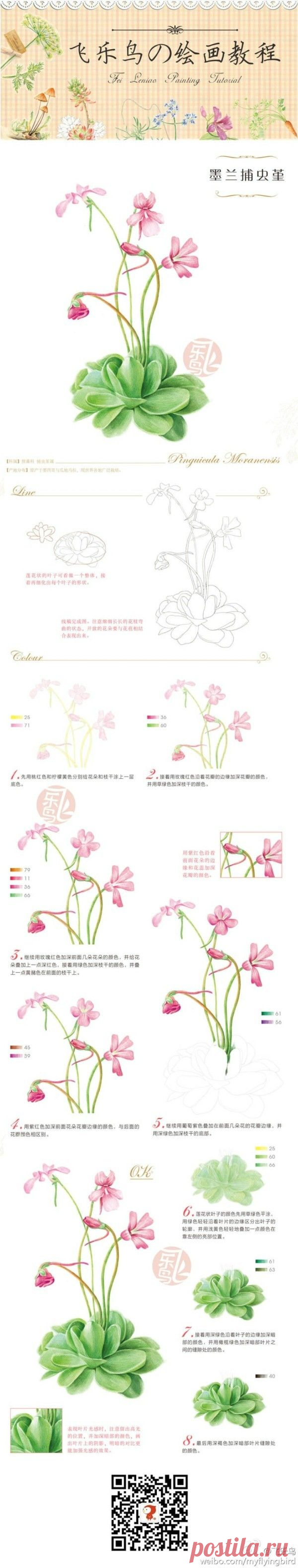 彩铅@爱图图采集到绘画教程(595图)_花瓣