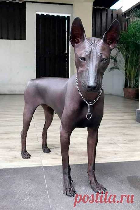 Собака породы голая мексиканская, так же известная как ксолоитцкуинтли.
Кличка - Пайпер.
Обращаются с Пайпер как с редкой статуей – ее кожу регулярно увлажняют кокосовым маслом.
Порода ксолоитцкуинтли существует уже более 3,5 тысяч лет и играла важную роль в жизни Ацтеков и Майя.