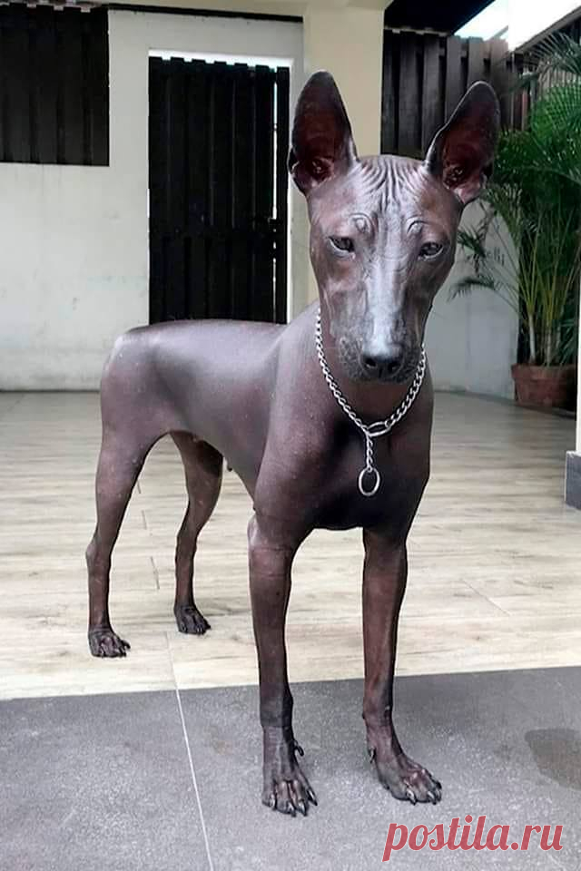 Собака породы голая мексиканская, так же известная как ксолоитцкуинтли.
Кличка - Пайпер.
Обращаются с Пайпер как с редкой статуей – ее кожу регулярно увлажняют кокосовым маслом.
Порода ксолоитцкуинтли существует уже более 3,5 тысяч лет и играла важную роль в жизни Ацтеков и Майя.