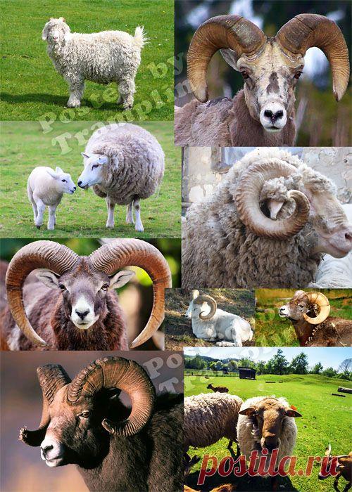 Овца, коза – символ 2015 года – Растровый клипарт - Растровый клипарт - Все для Фотошоп - Рамки для фото бесплатно