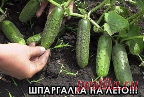 Чем и как подкармливать огурцы, чтобы собрать огромный урожай!