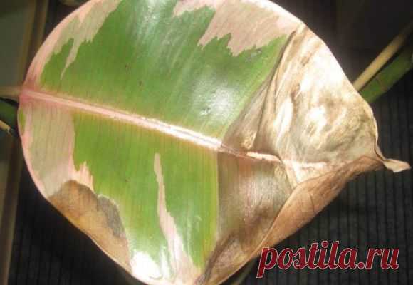 Что делать, если каучуконосный фикус сбрасывает листья?