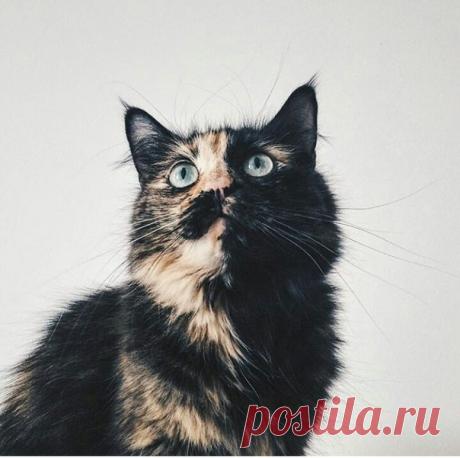 Я - человек настроения. Поэтому и к жизненным ситуациям я отношусь по-разному, в зависимости от настроения. Я могу раздуть скандал из-за мелочи и в то же время, сохранить хладнокровие и выдержку в экстремальной ситуации. Я не знаю кто я на самом деле. Мой характер - это отражение поведения собеседника. Я как хамелеон. Подстраиваюсь под каждого и с каждым я разная.