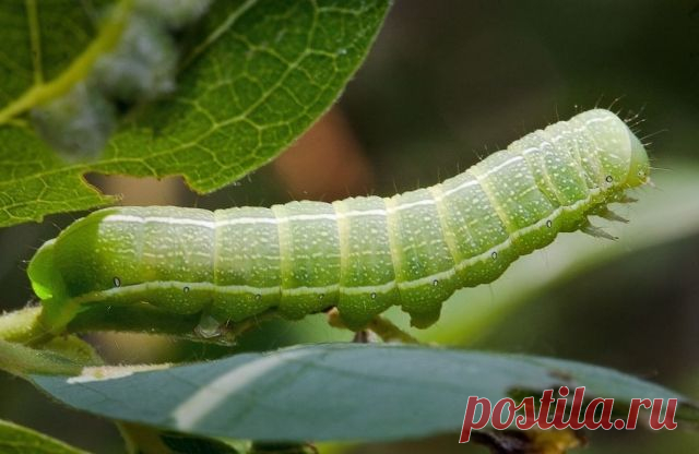 Зеленые и опасные