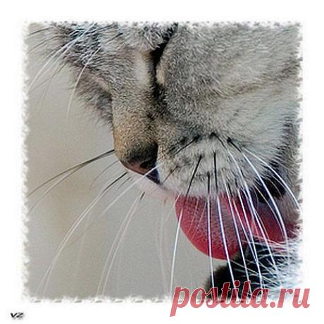 О кошках. Цитаты