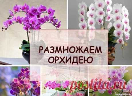 Комнатные растения. Размножаем орхидею 1.После цветения фаленопсиса, отрезается у самого основания цветонос, затем разрезается на несколько частей размером по 3-4 см так, чтобы в центре каждого черенка была спящая почка. Все срезы тщательно обрабатываются порошком древесного или активированного угля, и черенки укладываются в...