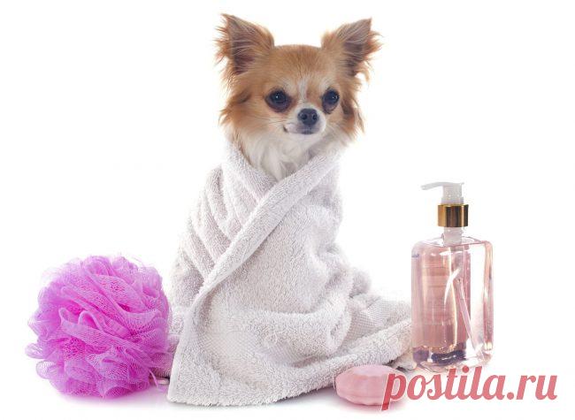 Груминг собак: Секреты стрижек и завязывания бантиков