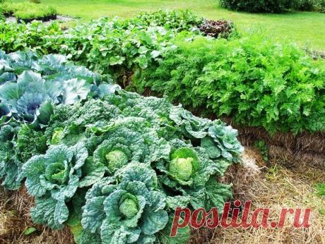 Соломенные грядки для вашего сада