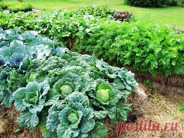 Соломенные грядки для вашего сада