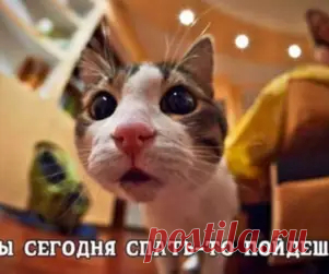 Самые свежие приколы и видео, обои для телефона и рабочего стола, новости, познавательные статьи и многое другое