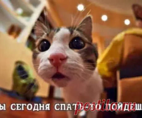Самые свежие приколы и видео, обои для телефона и рабочего стола, новости, познавательные статьи и многое другое