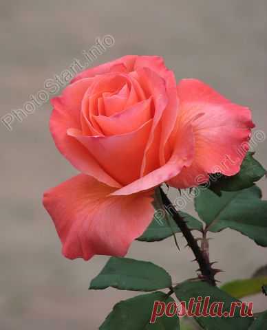 Незабываемые 60-е - 80-е
Борис Иохелес