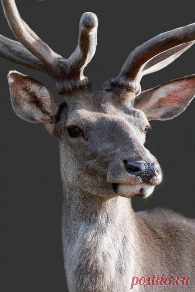 Северный олень Марал.