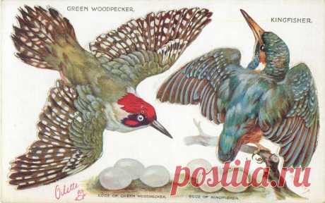 GREEN WOODPECKER, KINGFISHER & their eggs - TuckDB Postcards