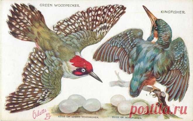 GREEN WOODPECKER, KINGFISHER & their eggs - TuckDB Postcards