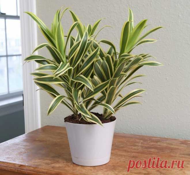 Драцена отогнутая Драцена отогнутая (Dracaena reflexa) – вечнозеленое растение, относящееся к семейству Спаржевых, родиной которого считается остров Мадагаскар. Это небольшое по высоте дерево, как и все виды этого раст...