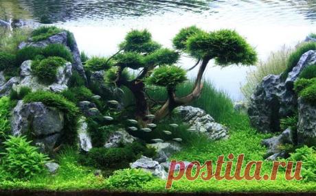 Невероятное искусство подводного ландшафта, от которого захватывает дух