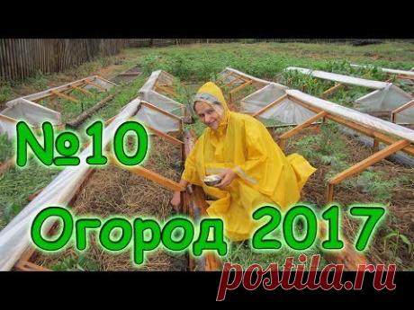 Семья Бровченко. Огород 2017г. - "гнезда" для кустов, сорняки, жуки, досаживаю семена. (07.17г.) - YouTube