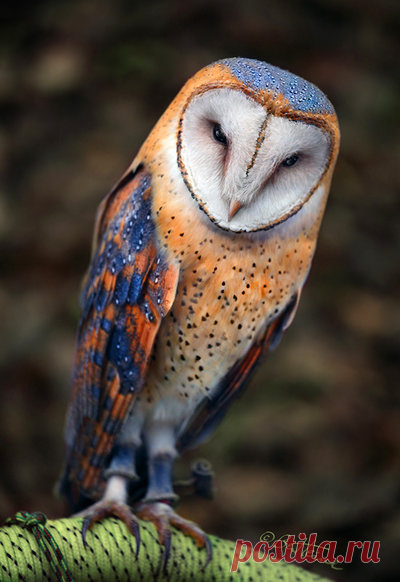 (2) Tumblr