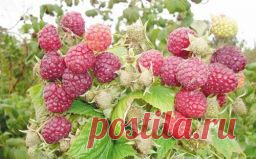 Как ухаживать за малинником - Садоводка