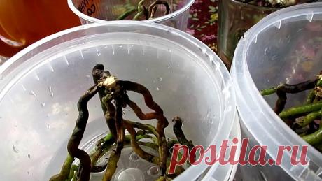 Орхидеи. Лучший метод размножение корнями.Часть 1 \Orchids.New reproduction.≡200≡ мой эл. адрес. apatit70@gmail.com ╔╗╔╗║║╦╗╔═╦ ║║║║║║╠╣╠═║▼я СВЕТЛАНА с УКРАИНЫ ▼ЗАГЛЯНИ СЮДА▼ ║║╠╝╚╝╩╝╚═║ ✶ ✷ ✸Спасибо за ЛАЙК и ПОДПИСКУ✸ ✷ ✶ ❤❤❤❤❤❤You can ...