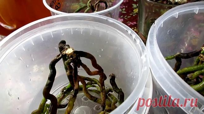 Орхидеи. Лучший метод размножение корнями.Часть 1 \Orchids.New reproduction.≡200≡ мой эл. адрес. apatit70@gmail.com ╔╗╔╗║║╦╗╔═╦ ║║║║║║╠╣╠═║▼я СВЕТЛАНА с УКРАИНЫ ▼ЗАГЛЯНИ СЮДА▼ ║║╠╝╚╝╩╝╚═║ ✶ ✷ ✸Спасибо за ЛАЙК и ПОДПИСКУ✸ ✷ ✶ ❤❤❤❤❤❤You can ...