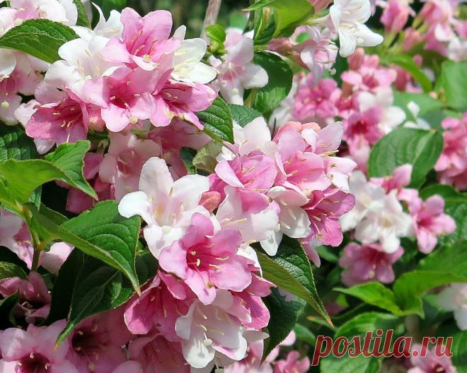 Я люблю ✿ ЦВЕТЫ ✿ | I ♥ Flowers