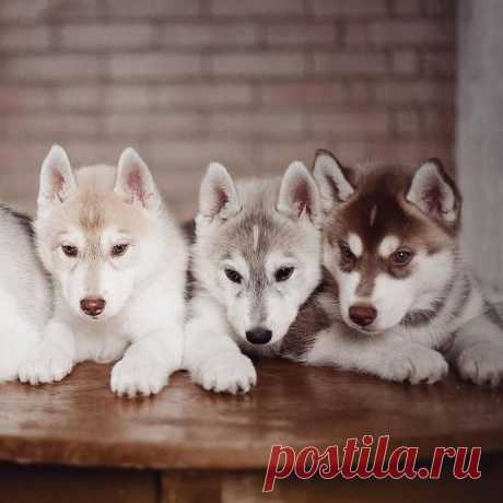 Забавные хаски от Эрики Цогоевой