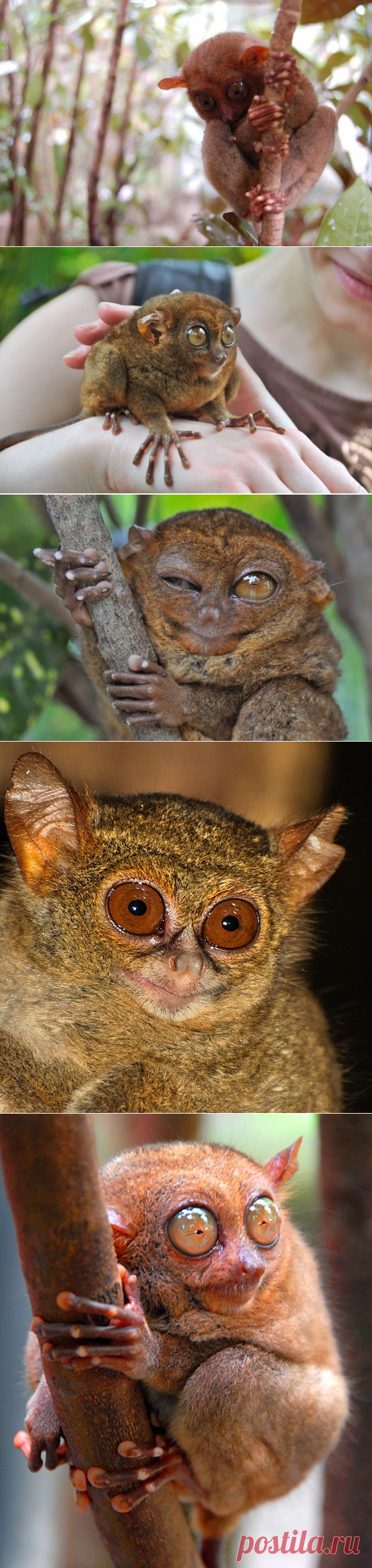 Удивительный долгопят