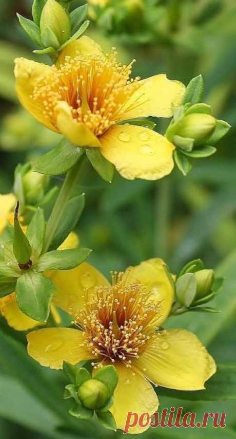 Изображение: Творчество Нурии Хасановой | Flower art | Flower art ... Найдено в Google. Источник: pinterest.com.