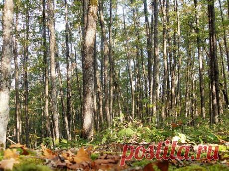 Яндекс.Фотки