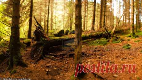 forest