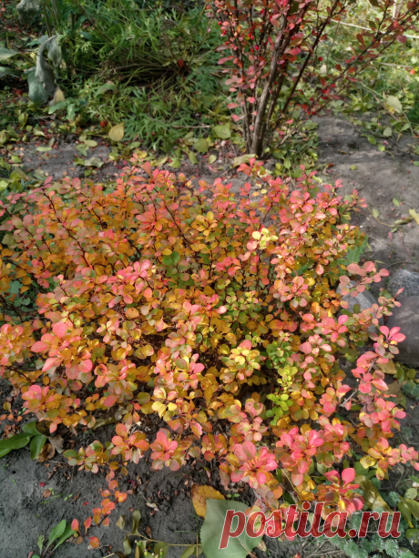 Барбарис Тунберга &quot;Голдалита&quot; (Berberis thunbergii &quot;Goldalita&quot;) осенью