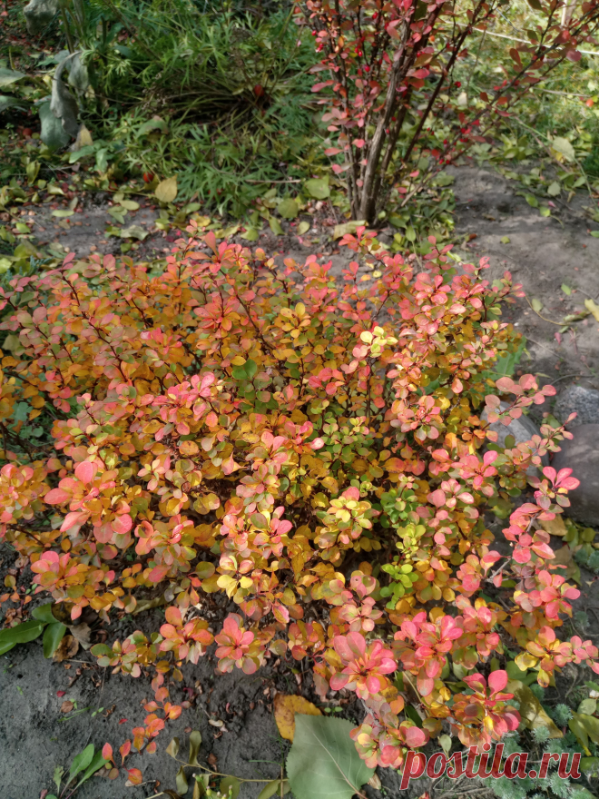 Барбарис Тунберга "Голдалита" (Berberis thunbergii "Goldalita") осенью