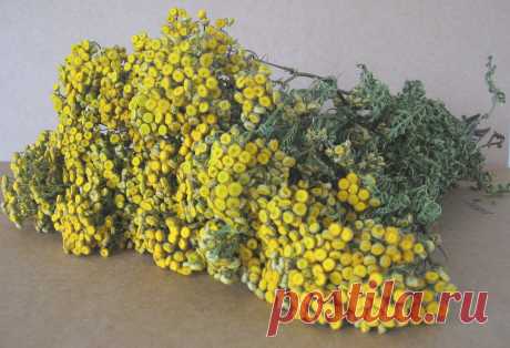 Эскулап: Пижма - враг лишая