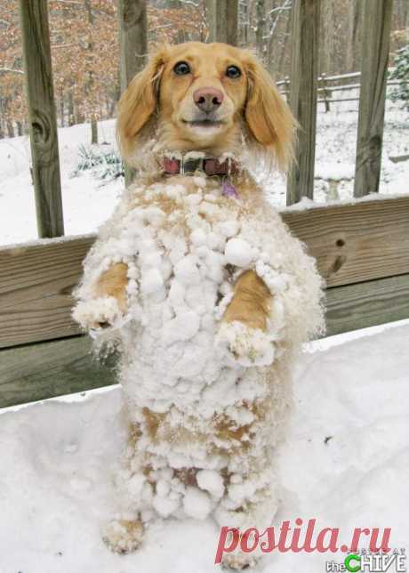 Funny animals are cool : theCHIVE