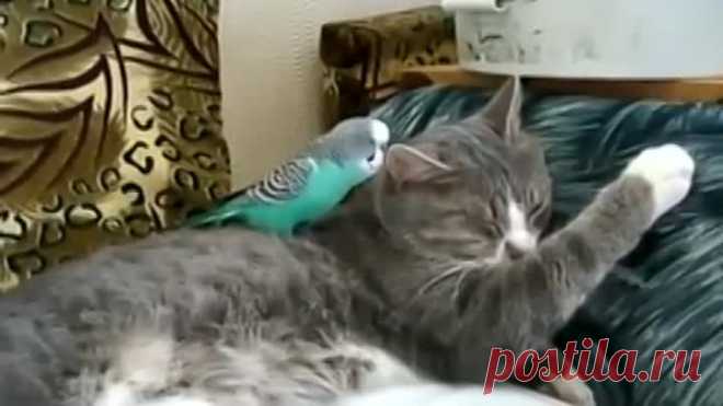 Кот и попугай